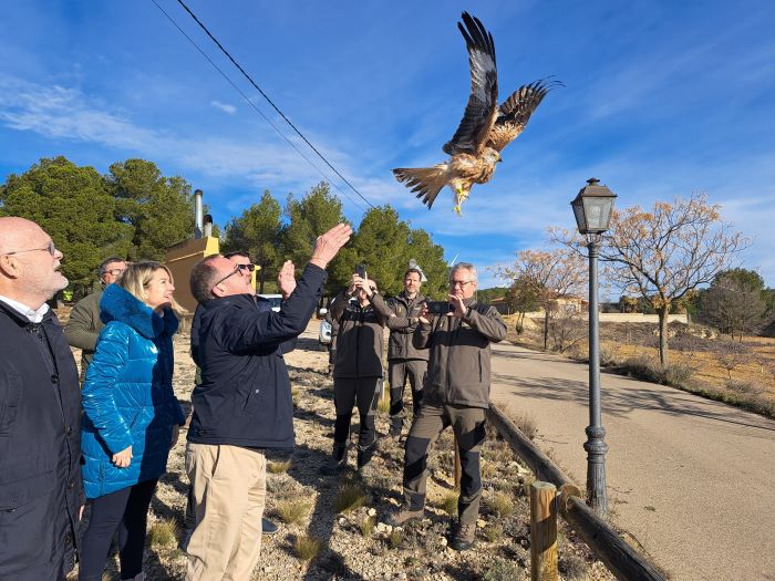 Un milano real vuelve a la naturaleza tras ser rescatado en El Bonillo y curado en el centro de recuperación de Albacete