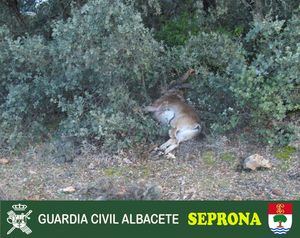 Investigado un joven de 25 años por cazar de forma ilegal un macho de cabra montés en Vianos (Albacete)