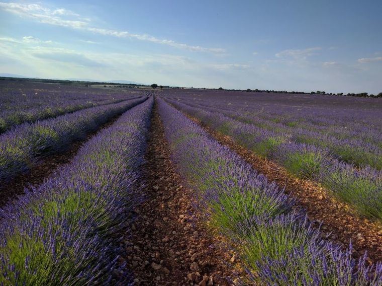 Castilla-La Mancha sube a 9 millones su ayuda para seguros agrarios y recalca sobre las protestas que 'tienen que servir para algo'