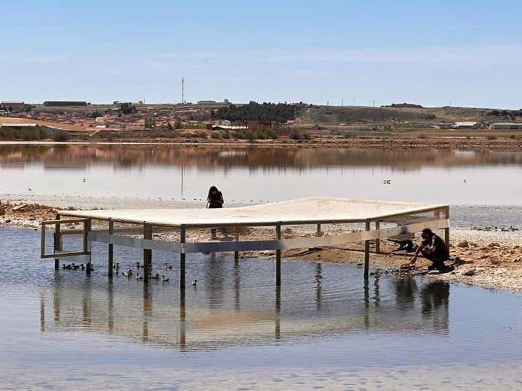 Liberadas 19 cercetas pardilla en la Laguna de Pétrola para intentar revertir su peligro crítico de extinción en España