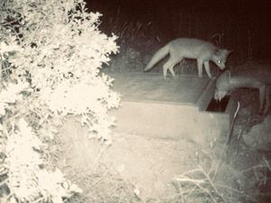 La Diputación de Albacete impulsa junto a la Federación de Caza un proyecto ambiental pionero para proteger la perdiz roja y la fauna silvestre local
 