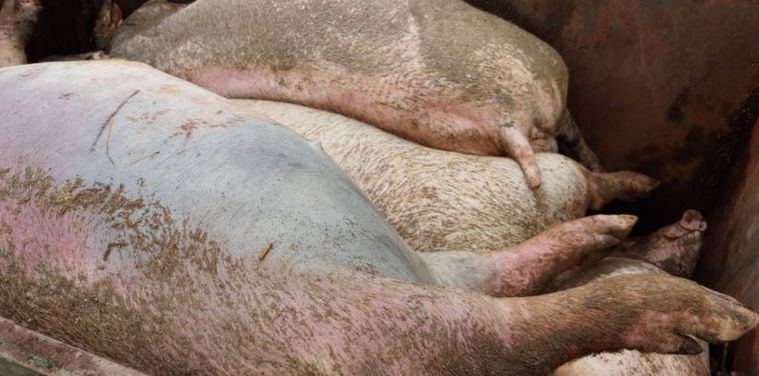 Asaja Castilla-La Mancha rechaza la nueva normativa autonómica para gestionar el estiércol porcino y avisa de perjuicios para el sector