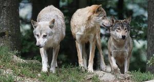 Castilla-La Mancha convoca ayudas para paliar los daños de los ataques de lobo y aves necrófagas al ganado doméstico