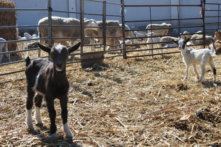Castilla-La Mancha recibió 514,3 millones de euros de los 3.665 que el Gobierno destinó en 2024 a ayudas directas de la PAC