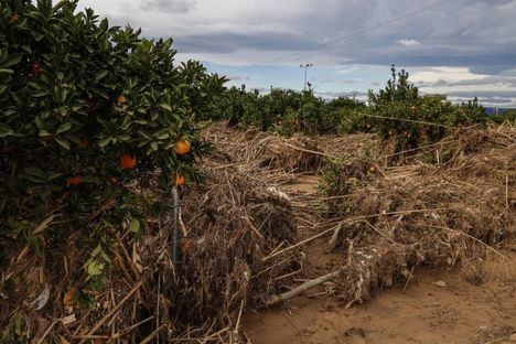 Gobierno publica la segunda relación de agricultores y ganaderos beneficiarios de ayudas directas por la dana