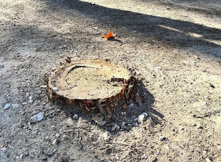 El PSOE de Albacete reclama información 'exhaustiva, clara y concisa' de los efectos de Herminia en el Parque Abelardo Sánchez