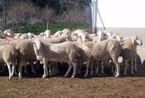 Castilla-La Mancha lanza una ayuda excepcional de 4,6 millones para explotaciones ganaderas afectadas por el serotipo 3 de lengua azul