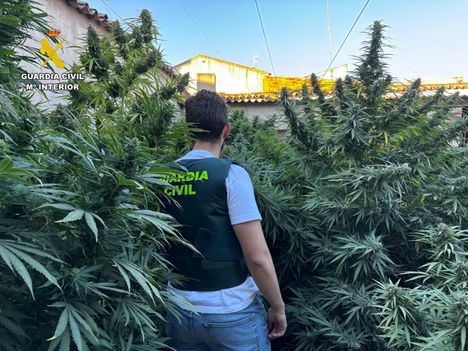 La Guardia Civil detiene a una mujer en Villarrobledo e interviene 135.000 dosis de marihuana