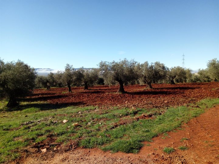 Castilla-La Mancha aprueba ayudas para agricultores y ganaderos por 232,7 millones en 5 años, de los que 160 se destinarán a ecológica