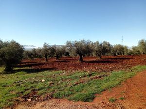 Castilla-La Mancha aprueba ayudas para agricultores y ganaderos por 232,7 millones en 5 años, de los que 160 se destinarán a ecológica