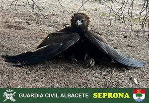 La Guardia Civil recupera un ejemplar joven de águila real herida por descarga eléctrica en Albacete