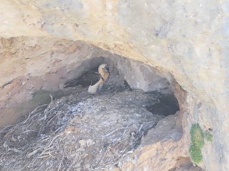 Desarrollo Sostenible celebra el nacimiento en la Sierra del Segura de un quebrantahuesos, hito que pone fin a más de 50 de años sin reproducciones de esta especie en la provincia
