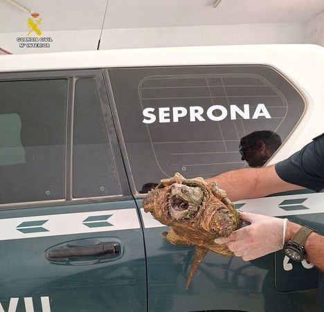 La Guardia Civil de Albacete investiga a una persona por la posesión ilegal de un ejemplar de tortuga caimán o aligátor