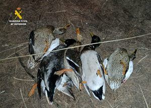 La Guardia Civil identifica a tres personas cazando aves migratorias acuáticas incumpliendo la normativa vigente