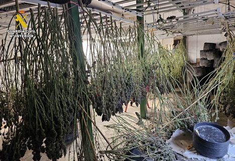 La Guardia Civil de Albacete detiene a seis personas y desmantela una plantación de cannabis sativa en Munera