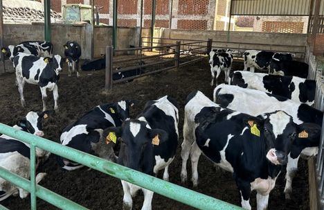 El Gobierno regional convoca las subvenciones al control del rendimiento lechero en Castilla-La Mancha por importe de 300.000 euros